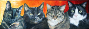 Mehrfachportrait von 4 Katzen, Katzenportraits, Tierportraits