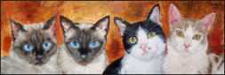 Mehrfachportrait von 4 Katzen, Katzenportraits, Tierportraits