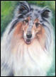 gemaltes Tierportrait von Hund Dreamer, Hundeportrait