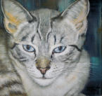 gemaltes Katzenportrait von Kater Sergio, Tierportrait